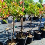 Červienka fraserova (Photinia fraseri) ´PINK MARBLE´ - výška 90-100 cm, kont. C7L - NA KMIENKU